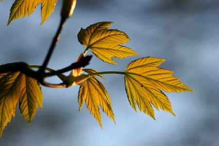 Flora outdoors tree