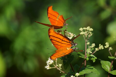 Butterfly orange pair
