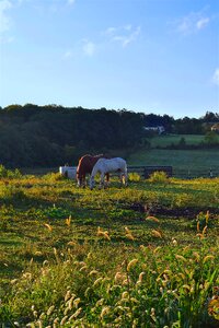 Farm landscape field