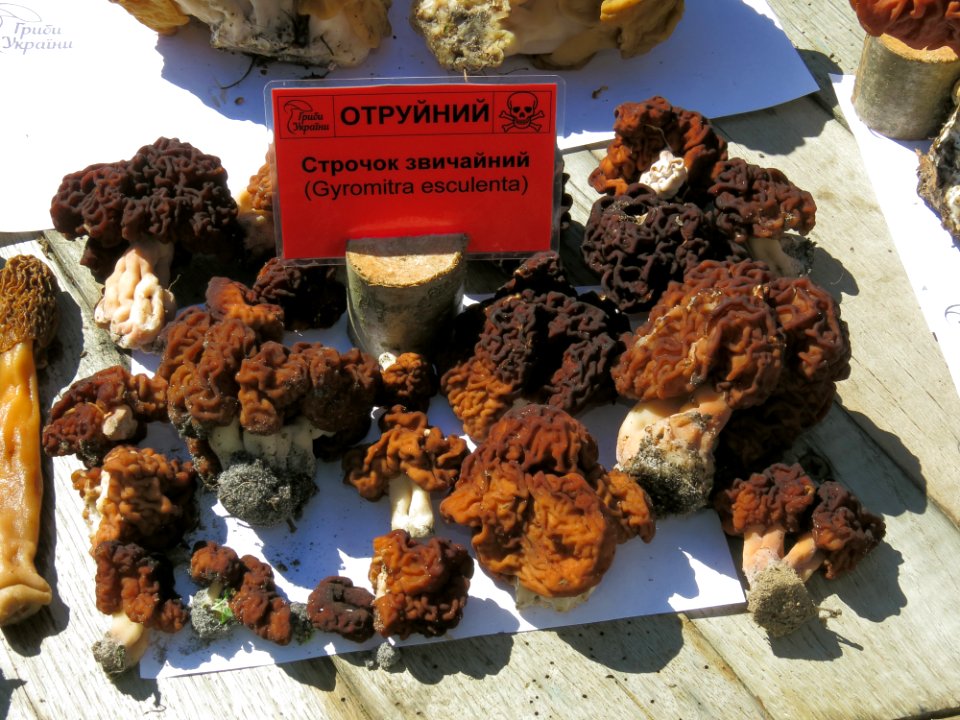 Gyromitra esculenta Kiev1