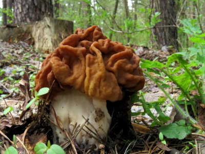 Gyromitra gigas Kiev4