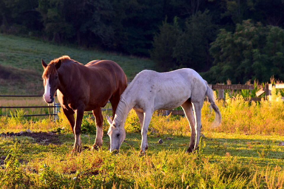 Farm landscape field