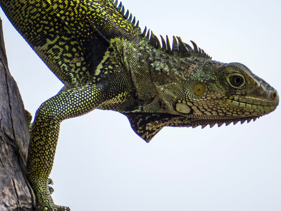 Green animal nature