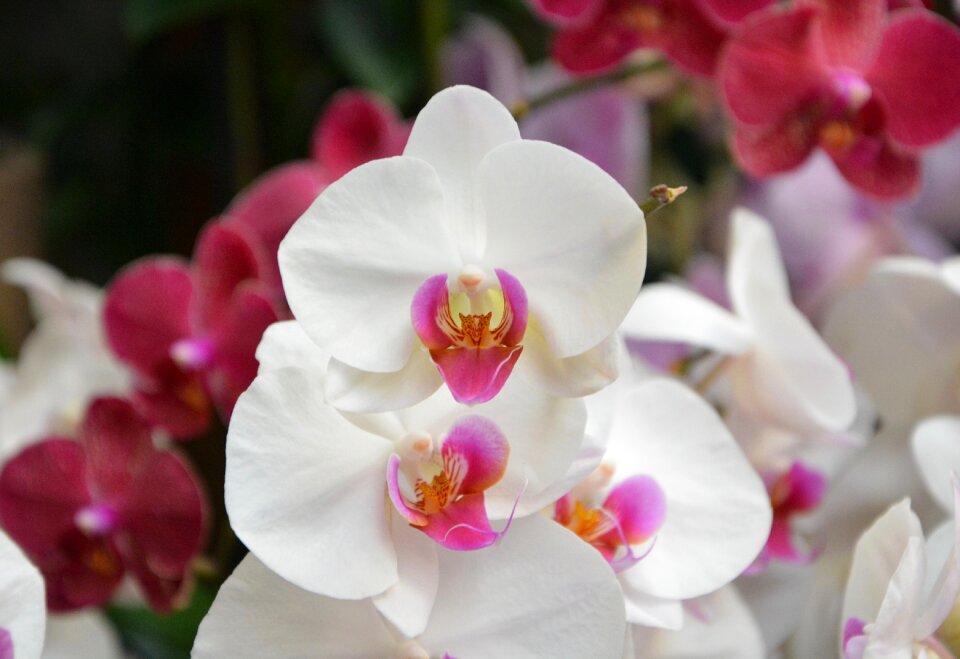 Gift events offer flower plants exotic