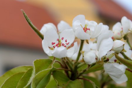 Grosdemange 085