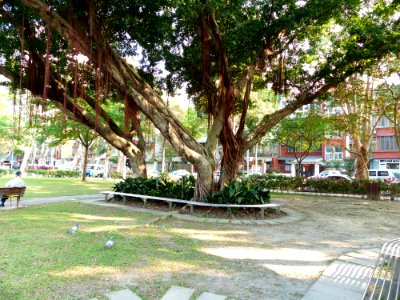 Great Banyans in Minsheng Park 20140130