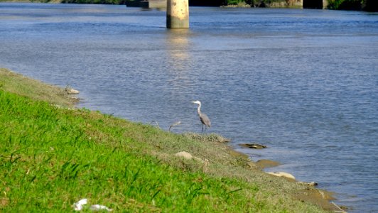 Grey heron in Shore of Keelung River 20141030
