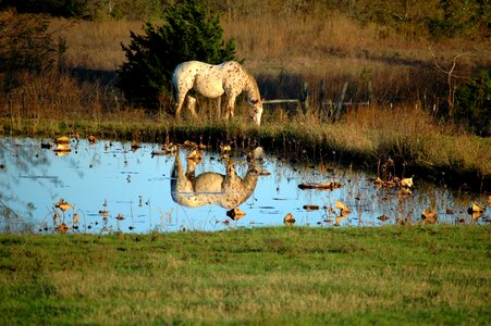 Reflection outdoors horse photo