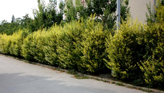 Hedge ligustrum ovalifolium aureum