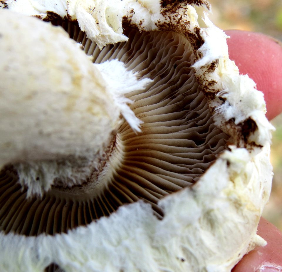 Hemipholiota populnea Dubechnia2