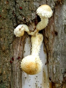 Hemipholiota populnea Kiev 1