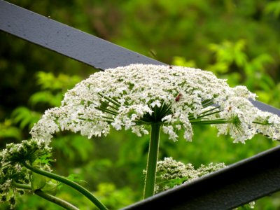 Heracleum sosnowskyi Kiev2