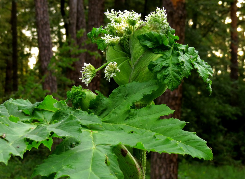 Heracleum sosnowskyi Kiev3