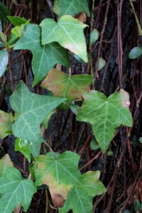 Hedera posáté listy 12569