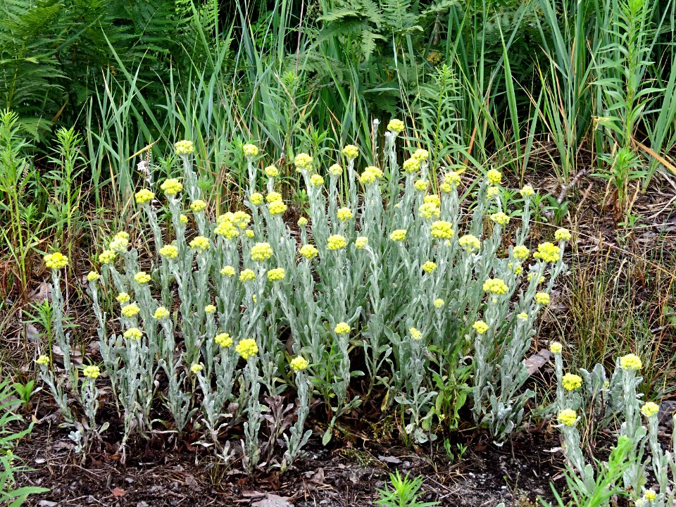 Helichrysum arenarium1
