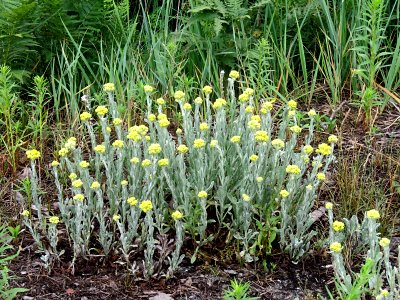 Helichrysum arenarium1
