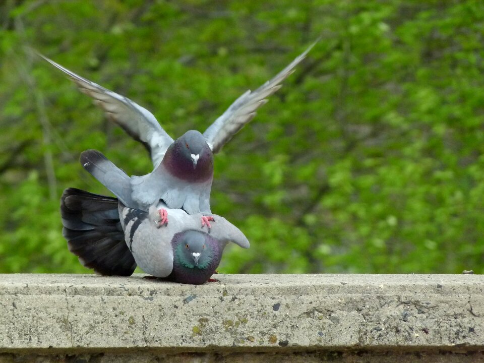Mating pigeons pigeons mating bird