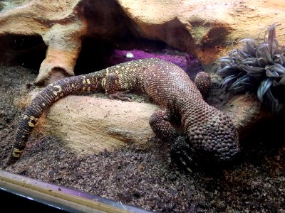 Heloderma exasperatum exposé au Palais de la Découverte en août 2019
