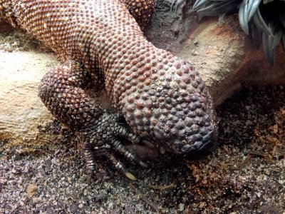 Heloderma exasperatum exposé au Palais de la Découverte en août 2019 (détail)