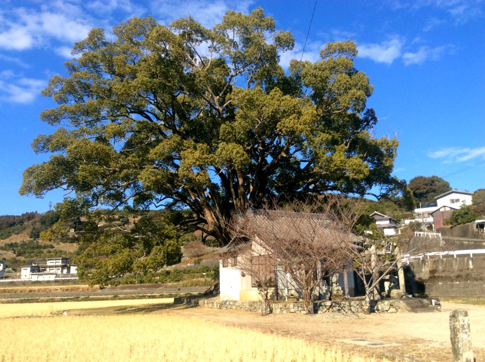 Hayasame shrine, Tokushima