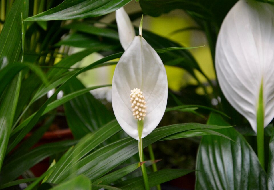 Green leaf nature offer decoration
