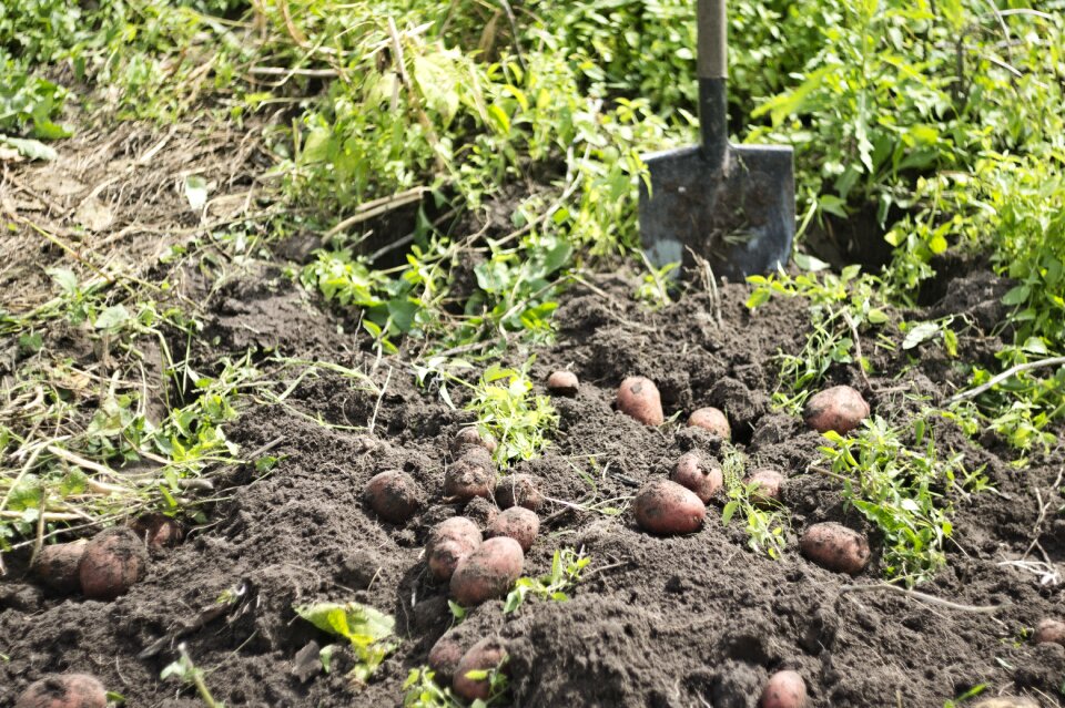 Potato vegetables elitexpo