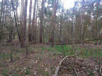 HerrendikeWald