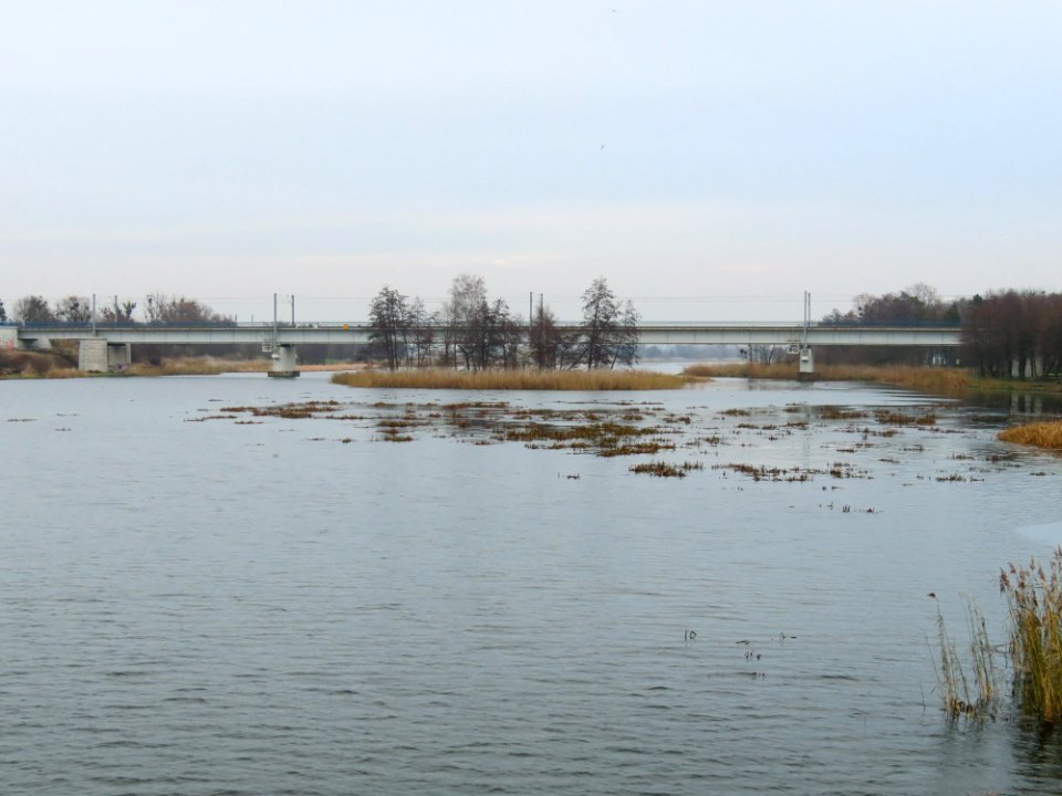 Nogat w Malborku 01