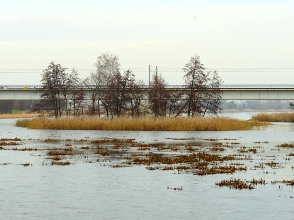 Nogat w Malborku 02