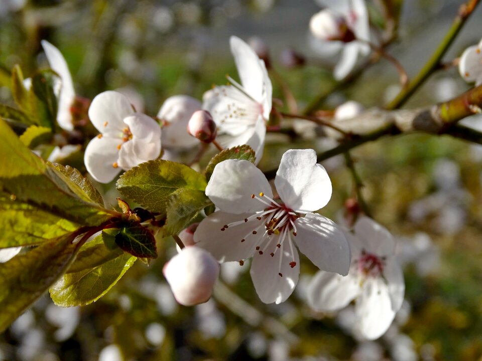 White close up bloom