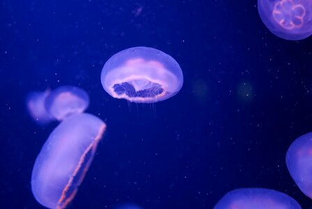Ocean underwater animal photo