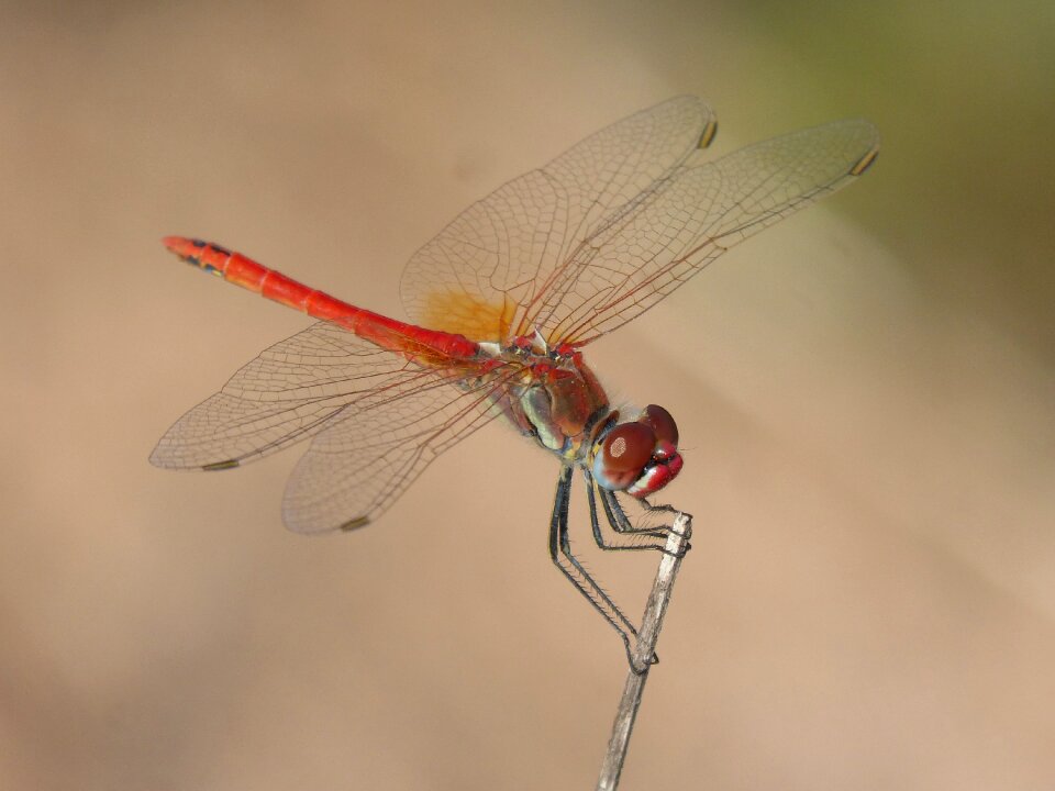 Branch winged insect sympetrum fonscolombii