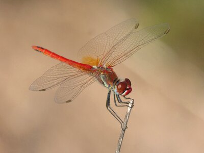 Branch winged insect sympetrum fonscolombii
