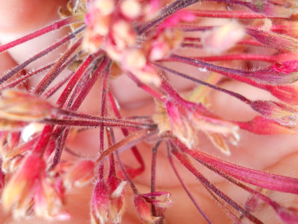 Spring staminate macro