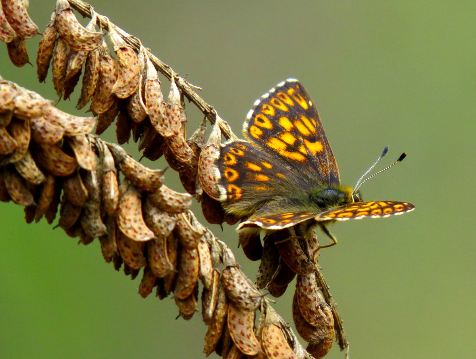 Hamearis lucina Trukhaniv6