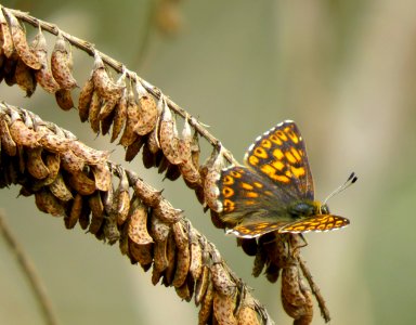 Hamearis lucina Trukhaniv3