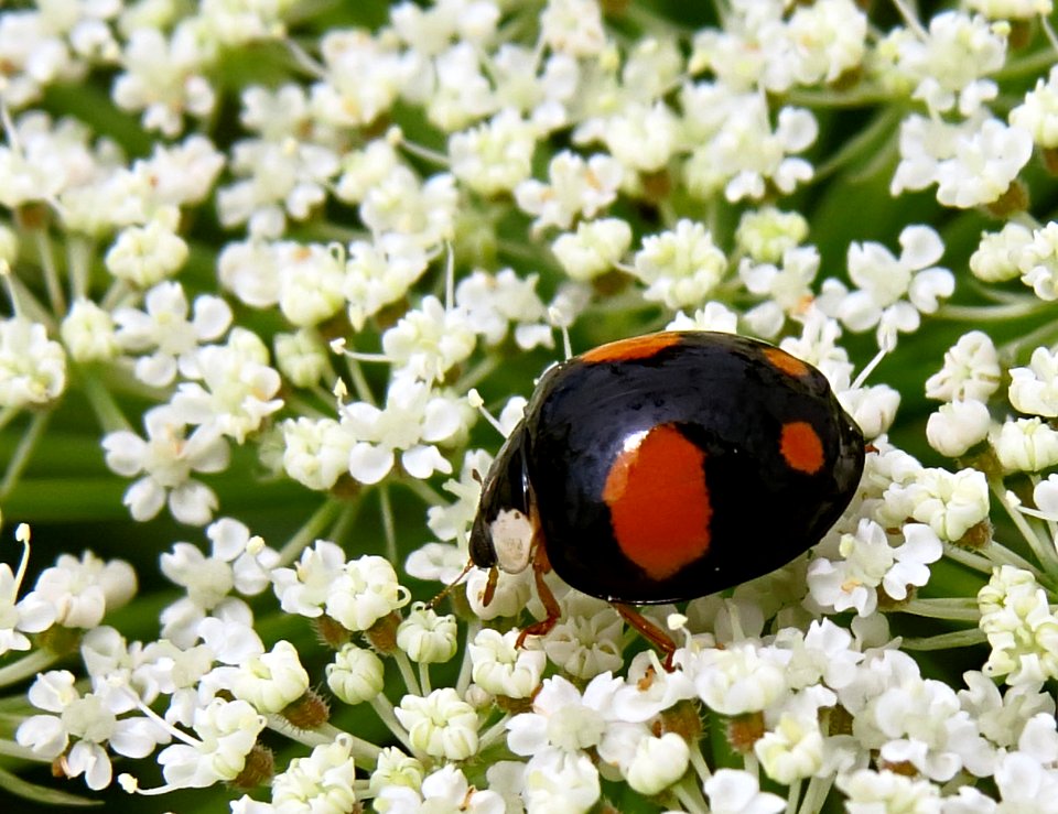 Harmonia axyridis var. spectabilis 1
