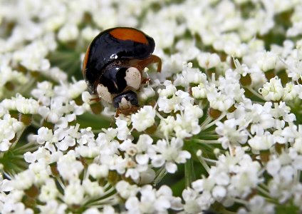 Harmonia axyridis var. spectabilis 4