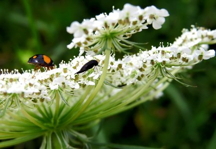 Harmonia axyridis var. spectabilis 6 photo