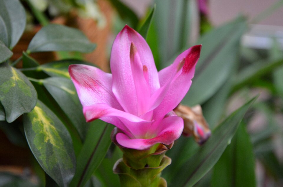Bright pink color nature offer
