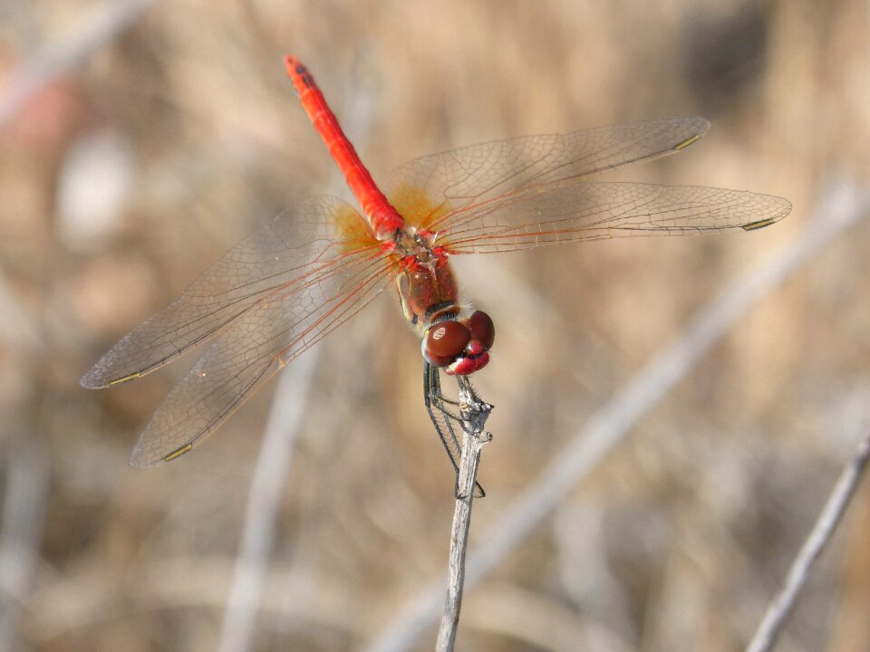Branch winged insect sympetrum fonscolombii