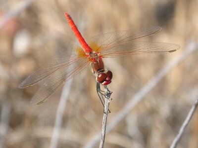 Branch winged insect sympetrum fonscolombii