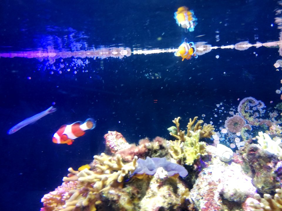 Numazu Deepblue Aquarium 20200816 03