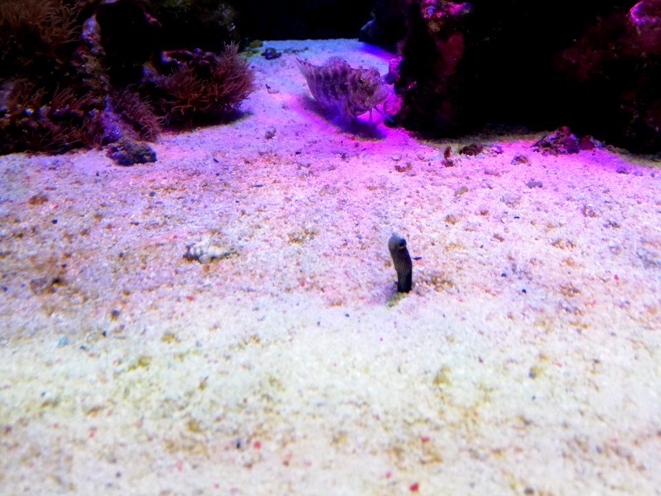Numazu Deepblue Aquarium 20200816 04