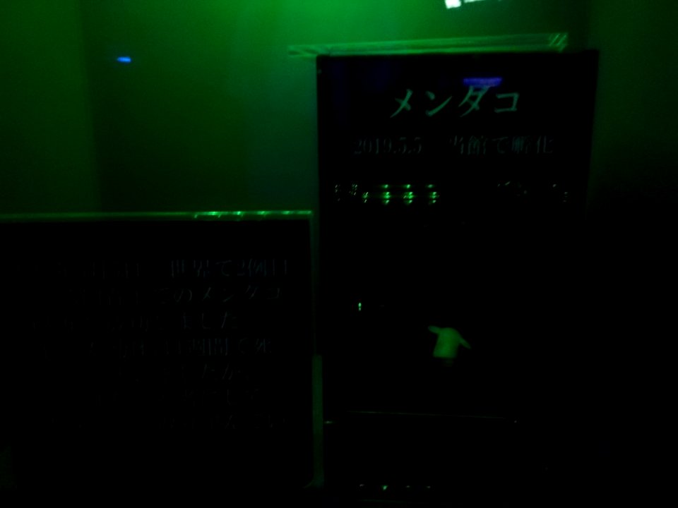 Numazu Deepblue Aquarium 20200816 05