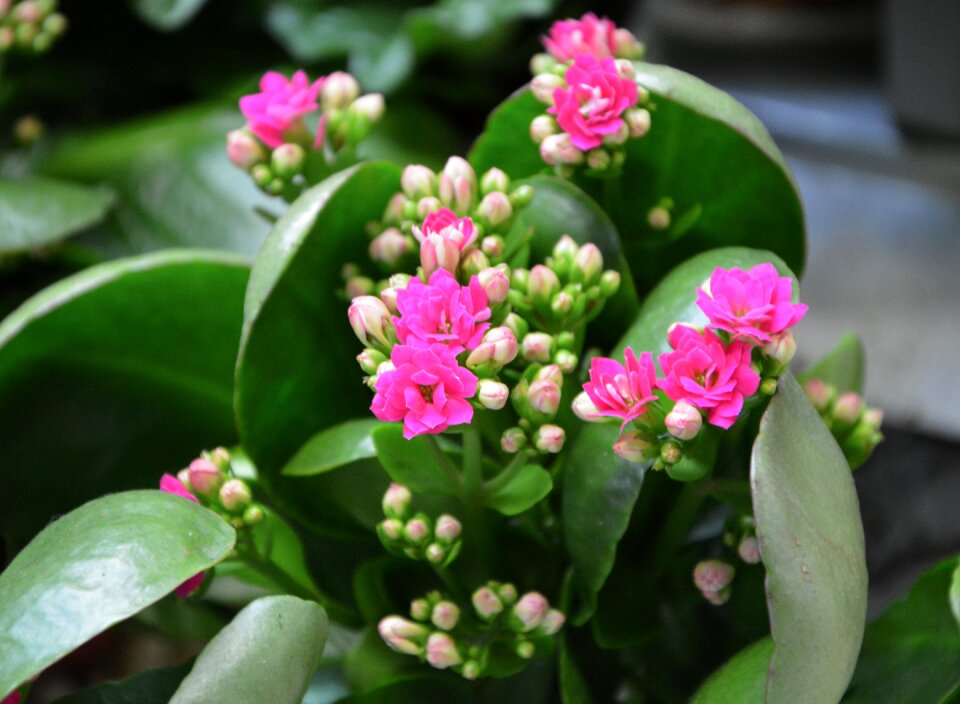 Garden nature gift offer