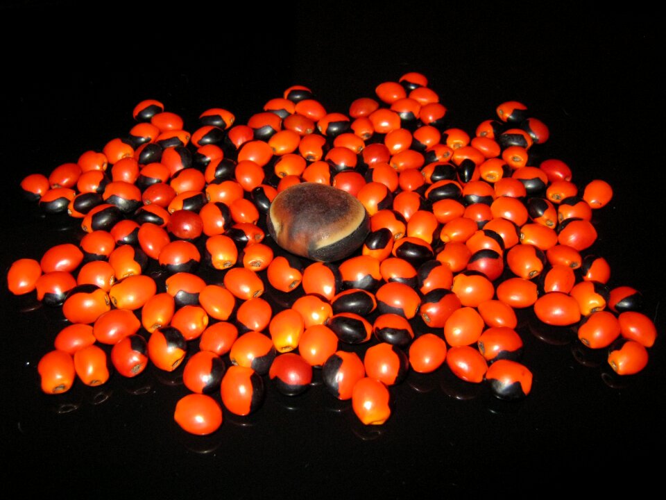 Seed red and black ormosia caconnier