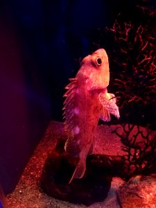 Numazu Deepblue Aquarium 20200816 02