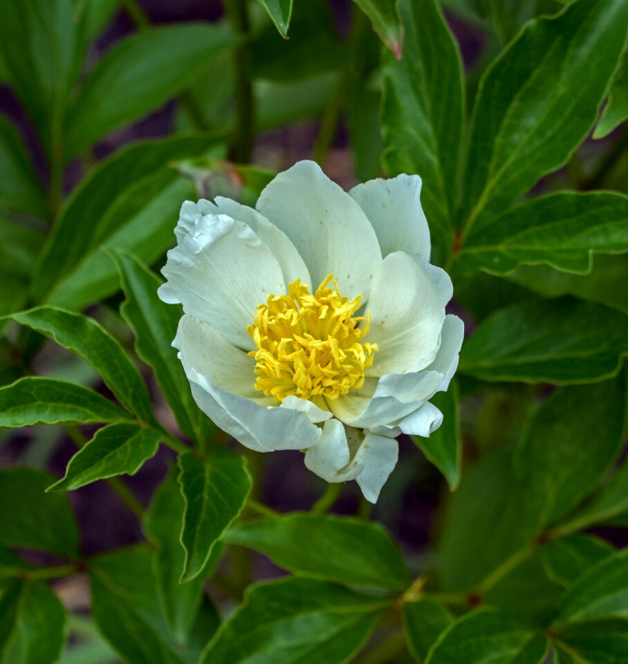 Nature plant flower