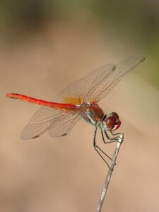 Branch winged insect sympetrum fonscolombii photo